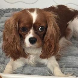 Grace - Cavalier King Charles Spaniel