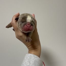 Girl 5 - Lilac tri-color female Bulldog puppy in Cumming, Georgia from Happy Place Kennels