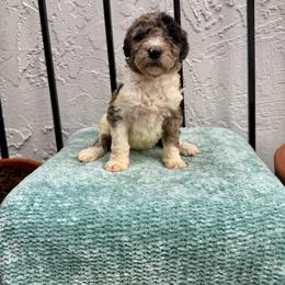 Syrup - Merle female Goldendoodle puppy in Atlantic Beach, Florida from Glamorous Golden Doodles