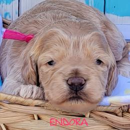 Endora - Golden female Cockapoo puppy in Reidsville, North Carolina from Something to Bark About Dog Training