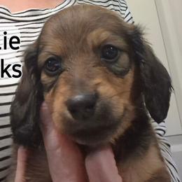 Charlie - Sable male Dachshund puppy in Bangs, Texas from Lickin'bach Miniature Dachshunds