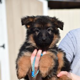 German Shepherd Puppies from Brittany Wilkins