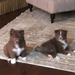 Pomsky Puppies from Capital Pomsky