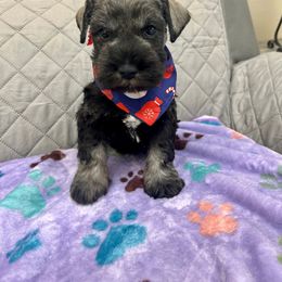 Miniature Schnauzer Puppies from NM Schnauzer Minis