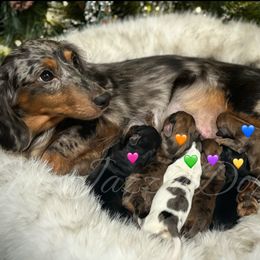 Pink heart girl (blk n tan) - Black and tan female Dachshund puppy in Chehalis, Washington from McJazzin Doxies