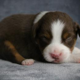 Gabe - Red tri male Miniature Australian Shepherd puppy in Menomonee Falls, Wisconsin from Hunt N Oaks