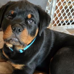 Rottweilers from Vom Haus Aurora Rottweilers