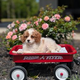 Chloe - Blenheim female Cavapoo puppy in Mc Ewen, Tennessee from Spencer's "lil" Cavapoos & Bernedoodles