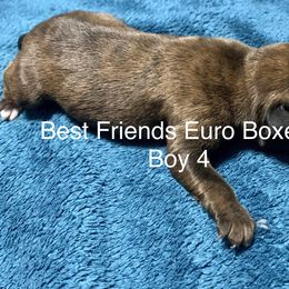 Boxer Puppies from Best Friends Euro Boxers