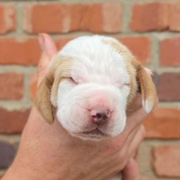 Dolly - Red and white female Basset Hound puppy in Bellaire, Ohio from Blessed Bassets