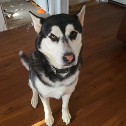 Aspen - Siberian Husky