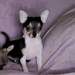 Lil Speedy - Black and tan male Chihuahua puppy in Weatherford, Texas from Small and Mighty Chihuahuas