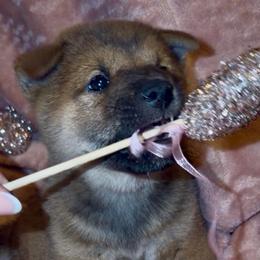 Ozzy - Red male Shiba Inu puppy in Clewiston, Florida from Animal Farm Shiba Inus & Mameshibas