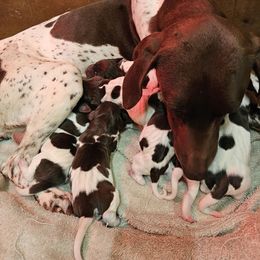 Girl 3 - Liver and white female German Shorthaired Pointer puppy in Henderson, Texas from C4 Gun Dogs