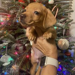 Grahams - Cream male Dachshund puppy in Raleigh, North Carolina from Capital City Dachshunds