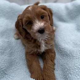 Copper - Red  male Goldendoodle puppy in Kansas City, Kansas from Bella & Ivy’s Mini Goldendoodles of KC