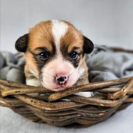 Red and white Female - Red and white female American Corgi puppy in Taylorsville, North Carolina from America's Red White and Bluie Corgis