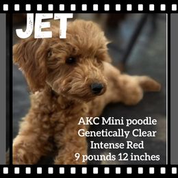 Jet - Poodle puppy from CK Poodles LLC