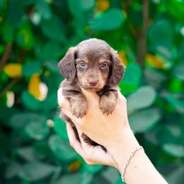 Flynn - Chocolate and tan male Dachshund puppy in Fort Myers, Florida from Blossom Paws