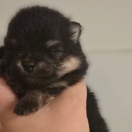 Girl 2 SM - Black and tan female Pomeranian puppy in Bloomingdale, New Jersey from Bella Luna Pomeranians