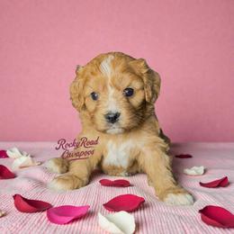 Pearl - Red female Cavapoo puppy in Nashville, Arkansas from Rocky Road Puppies