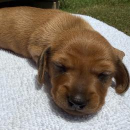 Female - Red female Dachshund puppy in El Campo, Texas from Creamer Creek Kennel