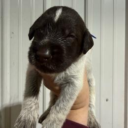Macintosh - Liver and white male German Wirehaired Pointer puppy in Mora, Minnesota from Reinberg Kennel