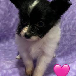 Phoenix - White black and tan female Papillon puppy in Salina, Utah from Desert Mountain Papillons
