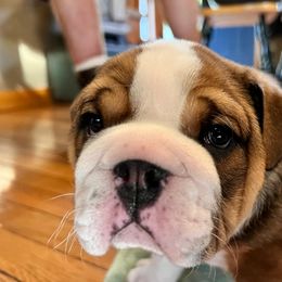 Bulldog Puppies from K&D Bulldogs