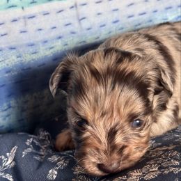 Girl 2 - Gold sable female Havanese puppy in Arizona from HavaDoggie