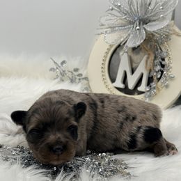 Donner - Blue merle male Toy Australian Shepherd puppy in Blacksburg, South Carolina from Blue’s Family Aussies