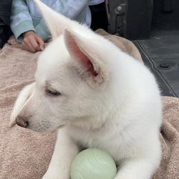 Girl 5 - White female German Shepherd puppy in Camarillo, California from Robert's White German Shepherds