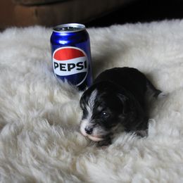 Girl 1 - female Havanese puppy in Sunriver, Oregon from Contigo Havanese