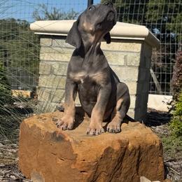 America - Blue female Great Dane puppy in Weatherford, Texas from Oak Bend Danes