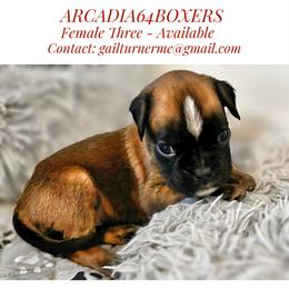 Female 3 - Fawn female Boxer puppy in Portland, Maine from Gail's Boxers