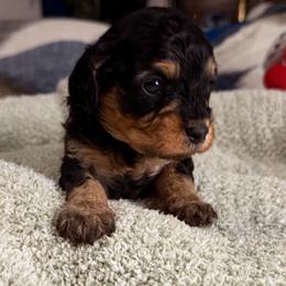 Sage Jr. - Black and tan male Cavapoo puppy in Spokane, Washington from PJE Cavs and Poos