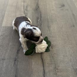 Mark - Parti male Miniature Schnauzer puppy in Hemet, California from Feshia's Miniature Schnauzers