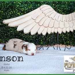 Benson - Red merle male Miniature Australian Shepherd puppy in Madisonville, Texas from Flying LL Aussies