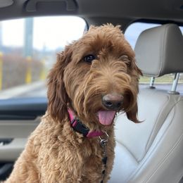 Scarlett - Goldendoodle