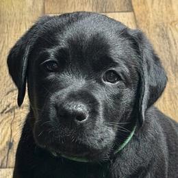 Labrador Retriever puppies from Mythic Labradors, LLC