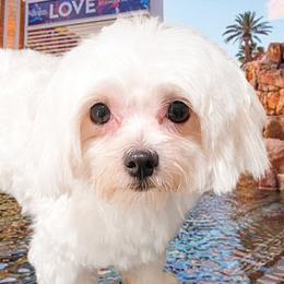 Maltese, Maltipoos, and Poodles from Toy Poodle & Maltipoo Maui