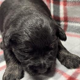 Boy 4 Black and Silver - Black male Miniature Schnauzer puppy in Boaz, Alabama from Sweet Home Schnauzers