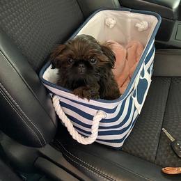 Shih Tzu Puppies from Little Miracles Shih Tzu