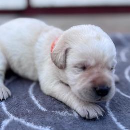 Rose - Yellow female Labrador Retriever puppy in Garnett, Kansas from Timberland Creek Labradors