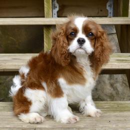 Cavalier King Charles Spaniel Puppies from Goddens Cavaliers