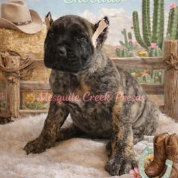 Choctaw - Tiger male Perro de Presa Canario puppy in Horizon, Texas from Mesquite Creek Kennels