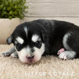 Alvin - Black and white male Pomsky puppy in Riverside, California from LittleLoyalz