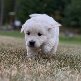 Maverick - Light golden male Golden Retriever puppy in Blaine, Washington from Freedom Retrievers