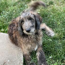 Aussiedoodle All Grown Up from Pawsitively Doodles
