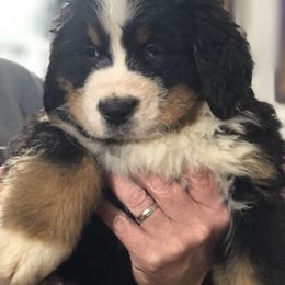 Bernese Mountain Dog Puppies from Humble Hearts Bernese